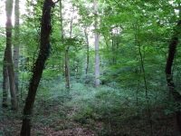 Oestricher Wald