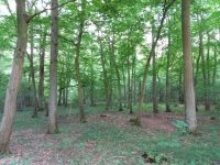 Oestricher Wald