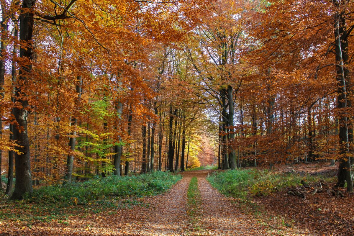 Hinweis: Totensonntag